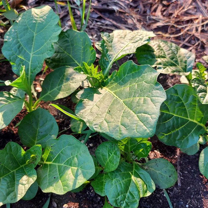Garden Egg Leaf (Efo Igbo)