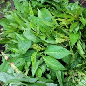 Shoko (Spinach)