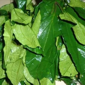 Fluted Pumpkin Leaves (Ugwu)